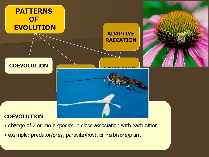 PATTERNS OF EVOLUTION ADAPTIVE RADIATION COEVOLUTION CONVERGENT EVOLUTION DIVERGENT EVOLUTION COEVOLUTION • change of