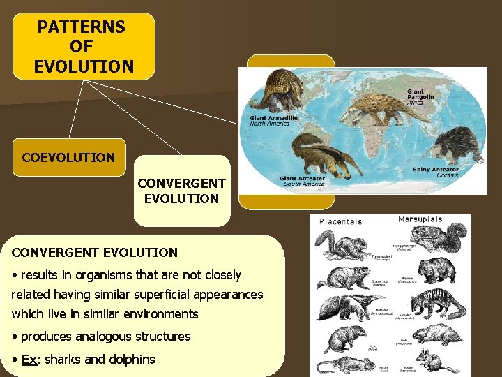 PATTERNS OF EVOLUTION ADAPTIVE RADIATION COEVOLUTION CONVERGENT EVOLUTION DIVERGENT EVOLUTION CONVERGENT EVOLUTION • results