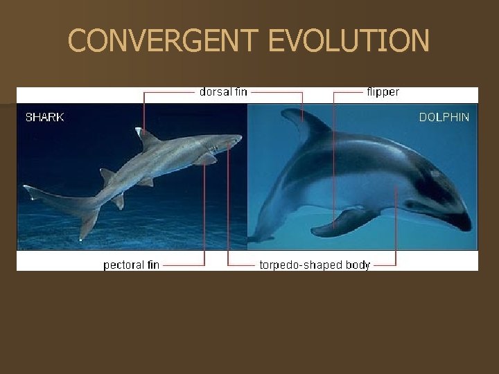 CONVERGENT EVOLUTION 