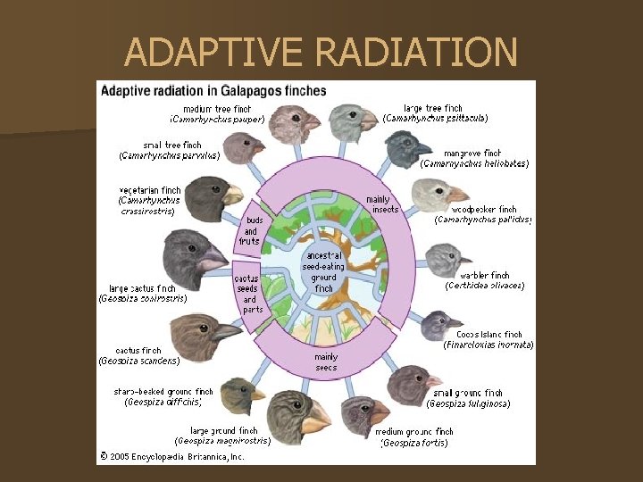 ADAPTIVE RADIATION 