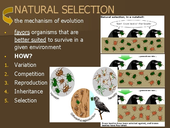 NATURAL SELECTION the mechanism of evolution • favors organisms that are better suited to