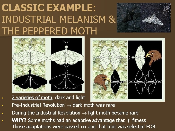 CLASSIC EXAMPLE: INDUSTRIAL MELANISM & THE PEPPERED MOTH • 2 varieties of moth: dark