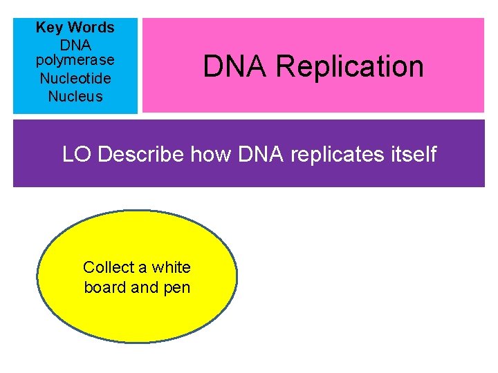 Key Words DNA polymerase Nucleotide Nucleus DNA Replication LO Describe how DNA replicates itself