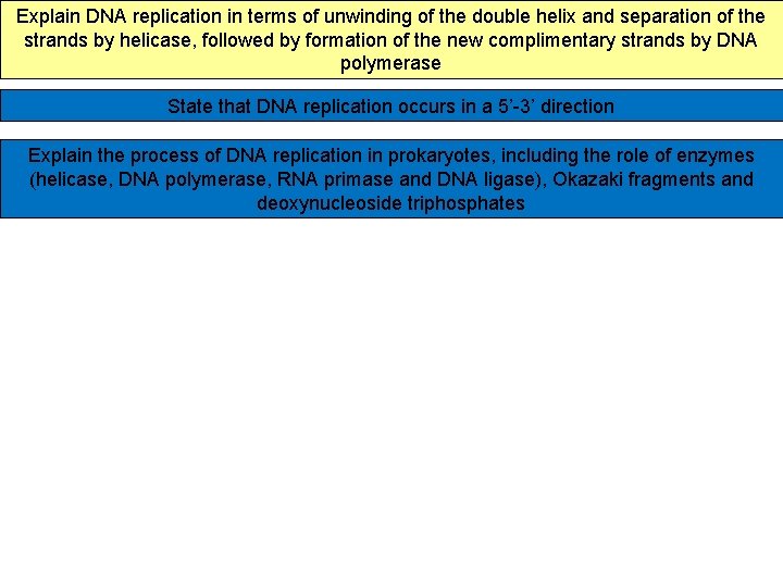 Explain DNA replication in terms of unwinding of the double helix and separation of