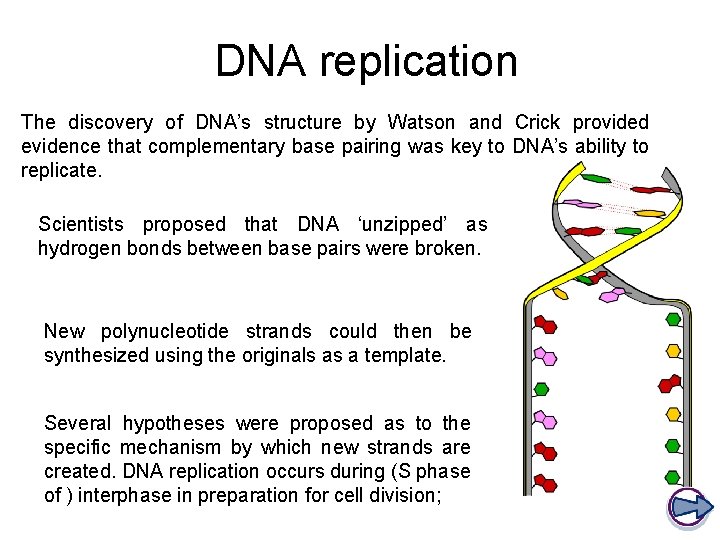 DNA replication The discovery of DNA’s structure by Watson and Crick provided evidence that
