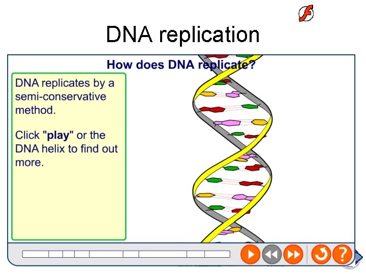 DNA replication 