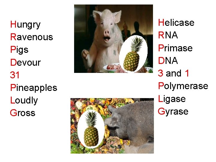 Hungry Ravenous Pigs Devour 31 Pineapples Loudly Gross Helicase RNA Primase DNA 3 and
