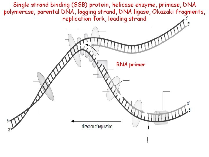 Single strand binding (SSB) protein, helicase enzyme, primase, DNA polymerase, parental DNA, lagging strand,