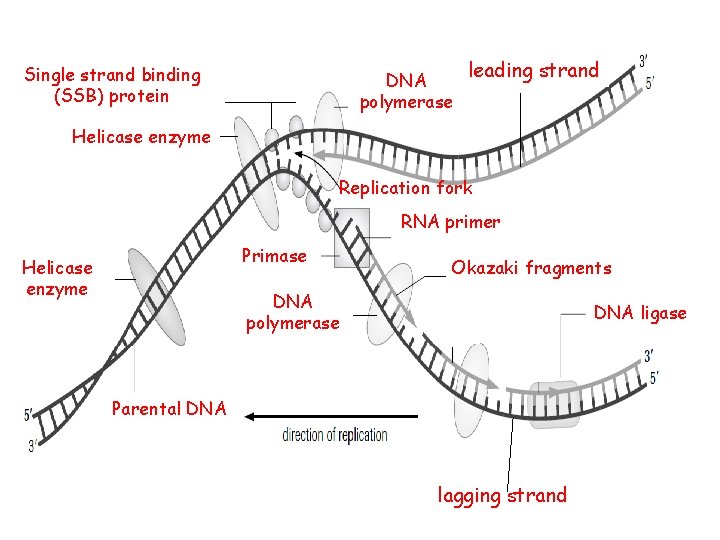 Single strand binding (SSB) protein DNA polymerase leading strand Helicase enzyme Replication fork RNA