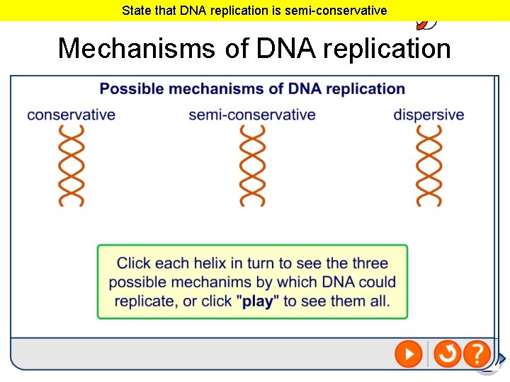 State that DNA replication is semi-conservative Mechanisms of DNA replication 