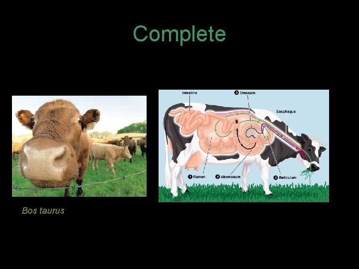 Digestion All animals are heterotrophs Different modes of