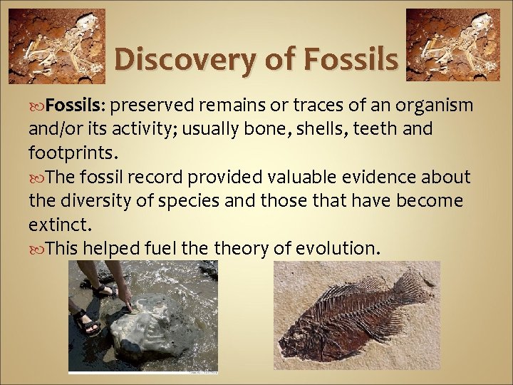 Discovery of Fossils: preserved remains or traces of an organism and/or its activity; usually