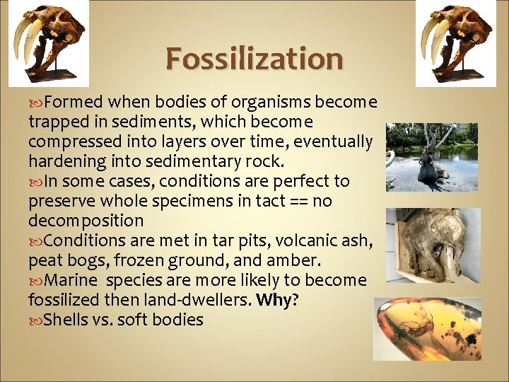 Fossilization Formed when bodies of organisms become trapped in sediments, which become compressed into