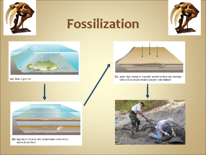 Fossilization 