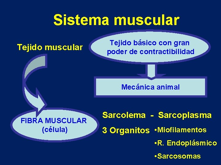 Sistema muscular Tejido básico con gran poder de contractibilidad Mecánica animal FIBRA MUSCULAR (célula)