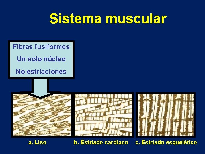 Sistema muscular Fibras fusiformes Un solo núcleo No estriaciones a. Liso b. Estriado cardíaco