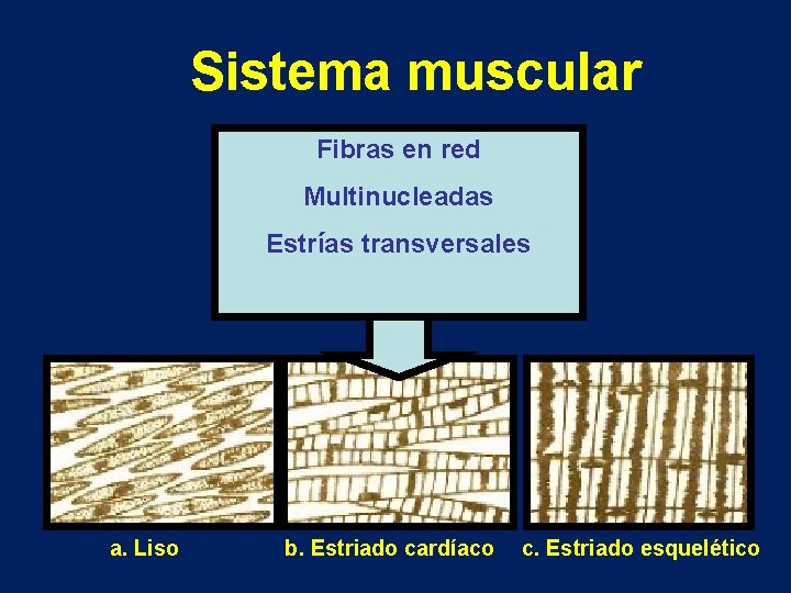 Sistema muscular Fibras en red Multinucleadas Estrías transversales a. Liso b. Estriado cardíaco c.