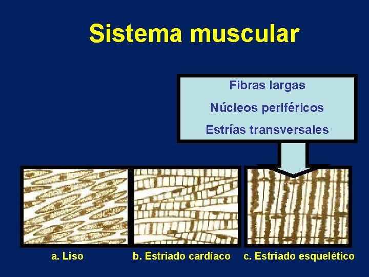 Sistema muscular Fibras largas Núcleos periféricos Estrías transversales a. Liso b. Estriado cardíaco c.