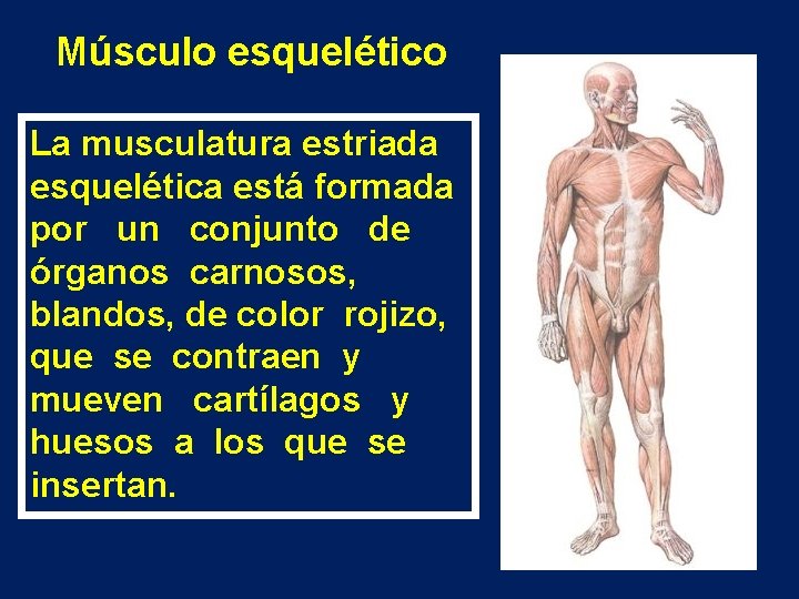 Músculo esquelético La musculatura estriada esquelética está formada por un conjunto de órganos carnosos,