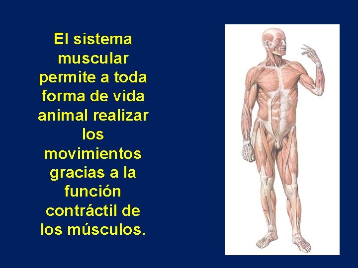 El sistema muscular permite a toda forma de vida animal realizar los movimientos gracias