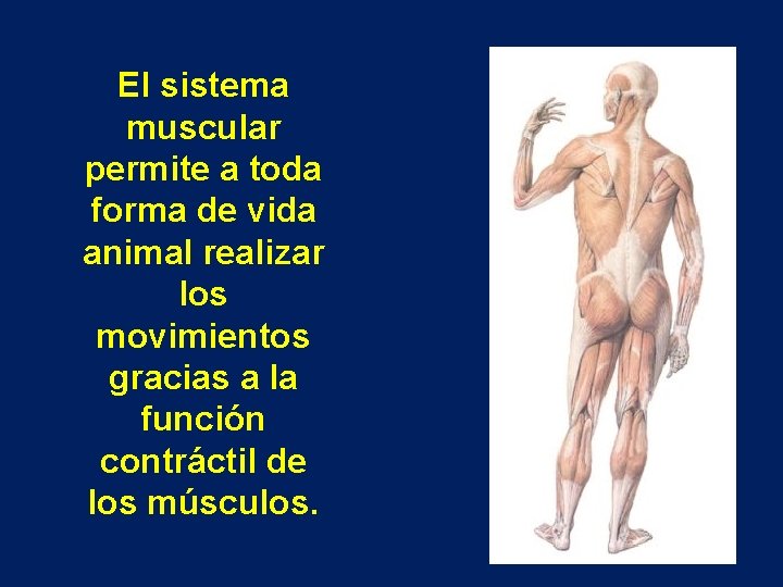 El sistema muscular permite a toda forma de vida animal realizar los movimientos gracias