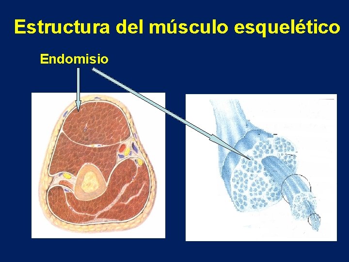 Estructura del músculo esquelético Endomisio 