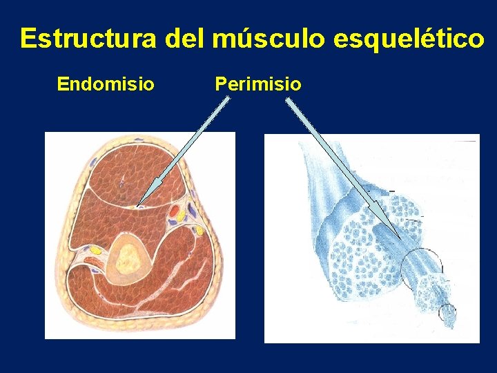 Estructura del músculo esquelético Endomisio Perimisio 