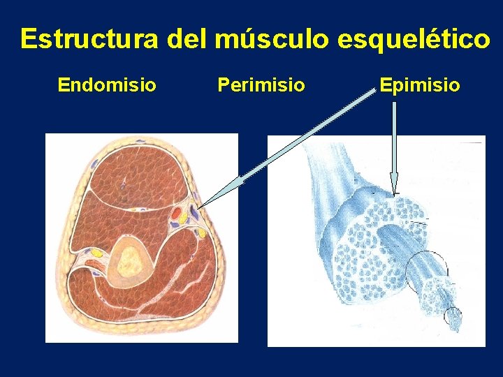 Estructura del músculo esquelético Endomisio Perimisio Epimisio 