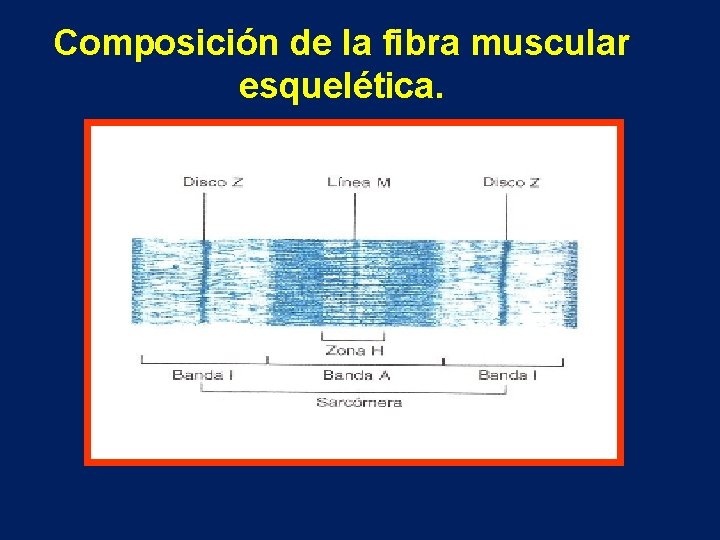 Composición de la fibra muscular esquelética. 