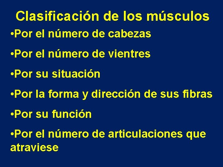 Clasificación de los músculos • Por el número de cabezas • Por el número