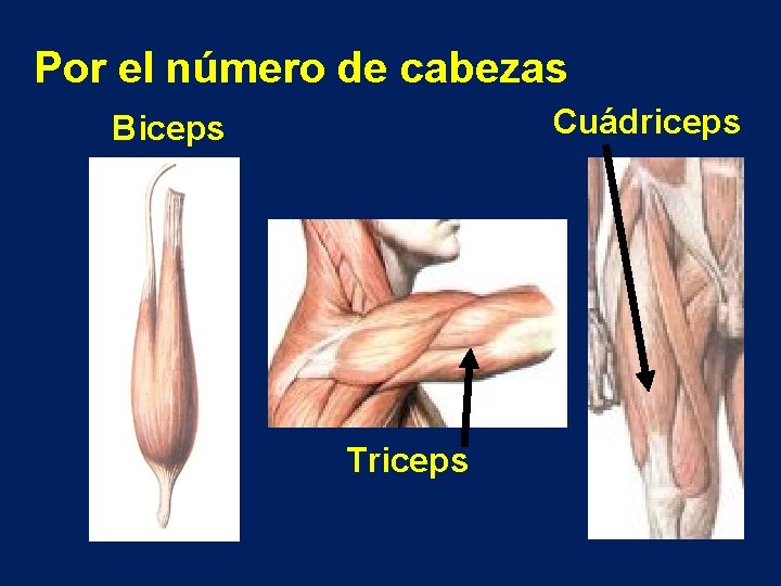 Por el número de cabezas Cuádriceps Biceps Triceps 