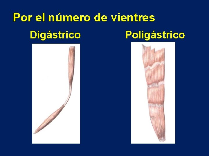 Por el número de vientres Digástrico Poligástrico 