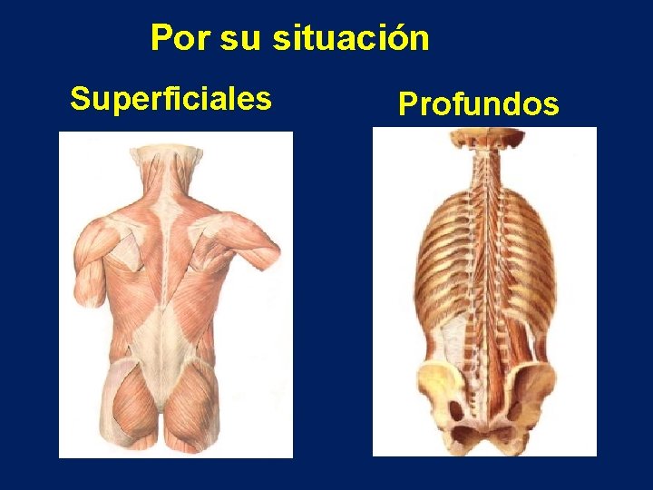 Por su situación Superficiales Profundos 