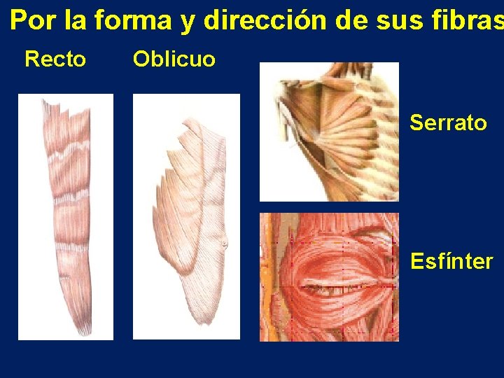Por la forma y dirección de sus fibras Recto Oblicuo Serrato Esfínter 