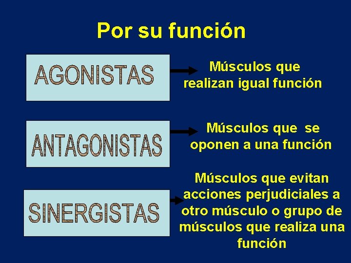 Por su función Músculos que realizan igual función Músculos que se oponen a una