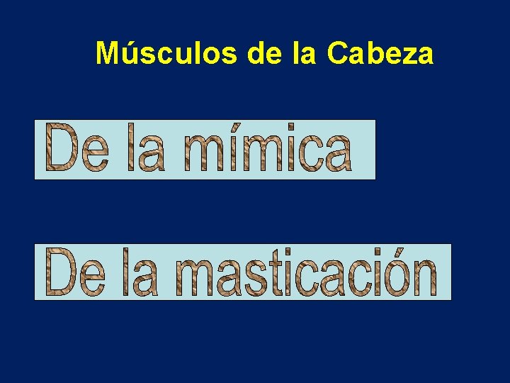 Músculos de la Cabeza 