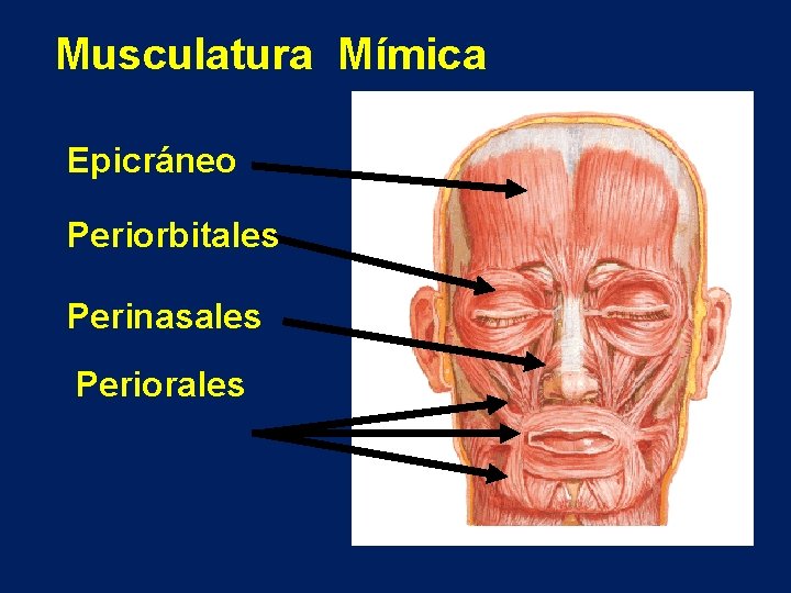 Musculatura Mímica Epicráneo Periorbitales Perinasales Periorales 