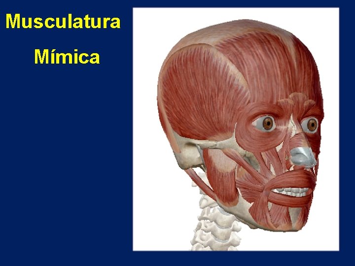 Musculatura Mímica 