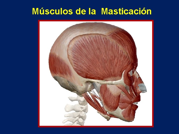 Músculos de la Masticación 