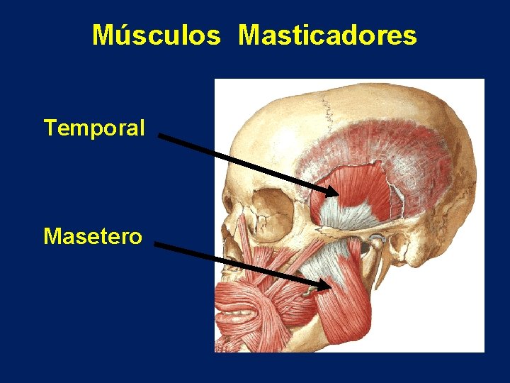 Músculos Masticadores Temporal Masetero 