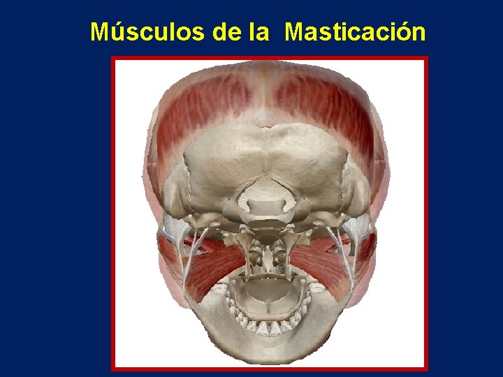 Músculos de la Masticación 