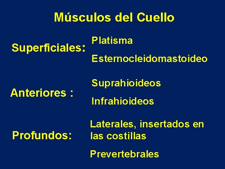 Músculos del Cuello Superficiales: Anteriores : Profundos: Platisma Esternocleidomastoideo Suprahioideos Infrahioideos Laterales, insertados en