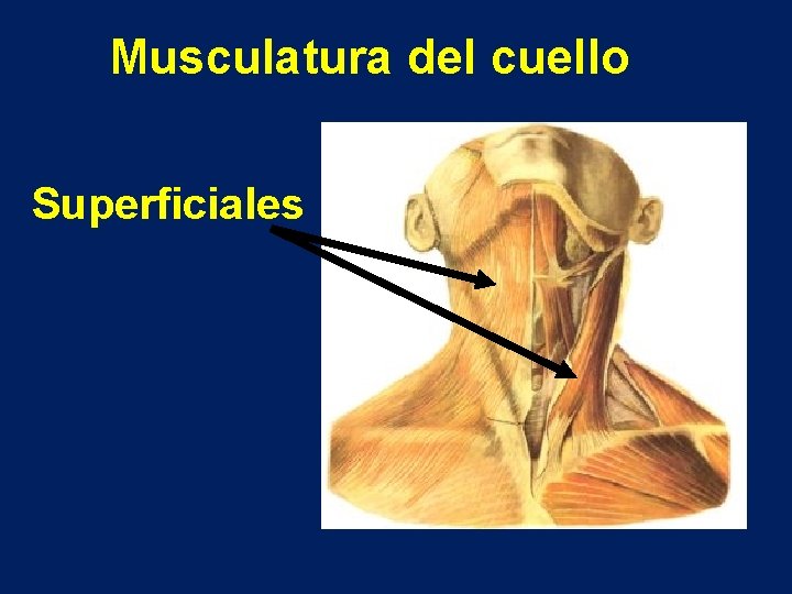 Musculatura del cuello Superficiales 