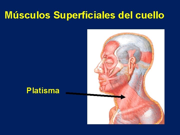 Músculos Superficiales del cuello Platisma 