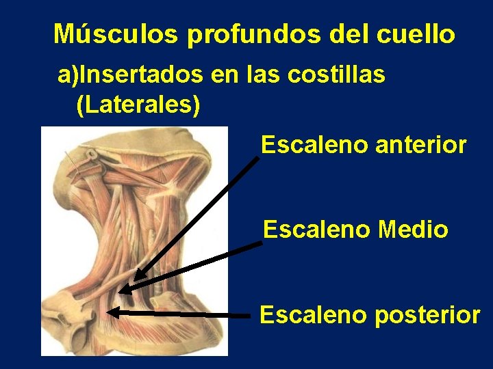 Músculos profundos del cuello a)Insertados en las costillas (Laterales) Escaleno anterior Escaleno Medio Escaleno