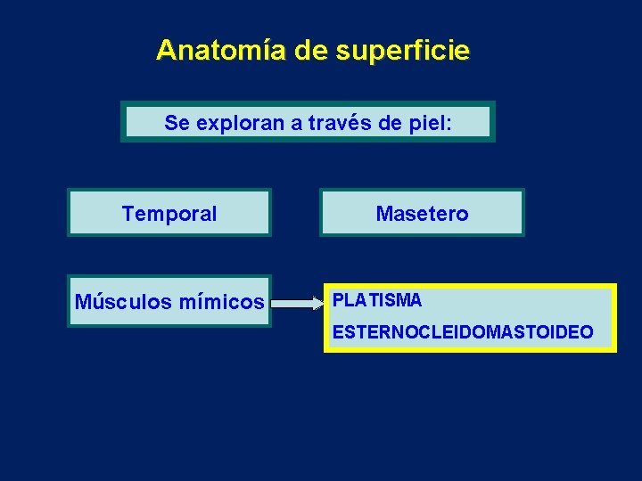 Anatomía de superficie Se exploran a través de piel: Temporal Músculos mímicos Masetero PLATISMA