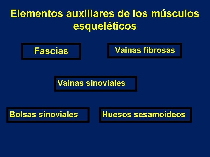 Elementos auxiliares de los músculos esqueléticos Fascias Vainas fibrosas Vainas sinoviales Bolsas sinoviales Huesos