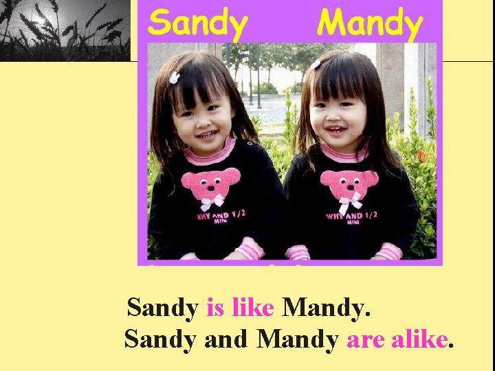 Sandy is like Mandy. Sandy and Mandy are alike. 