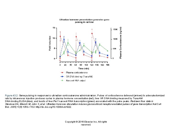 Figure 43. 2: Gene pulsing in response to ultradian corticosterone administration. Pulses of corticosterone