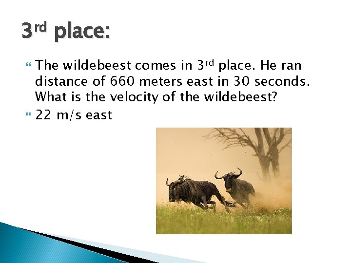 3 rd place: The wildebeest comes in 3 rd place. He ran distance of